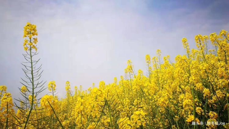 成都周边油菜花哪里好看