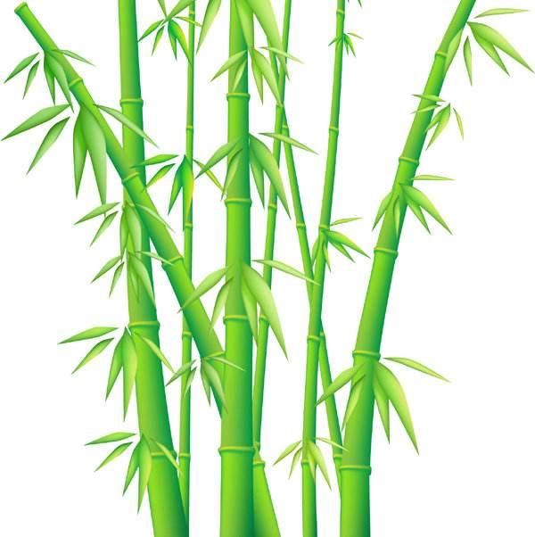常见的吉祥植物 竹子:竹报平安.竹子『中空