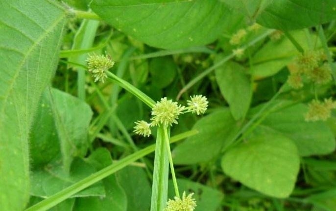 农村这种常见的野草,是治牙疼的良药,遇见请珍惜