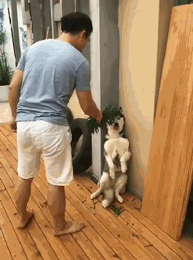 壁纸 动物 狗 狗狗 280_376 竖版 竖屏 手机 gif 动态图 动图