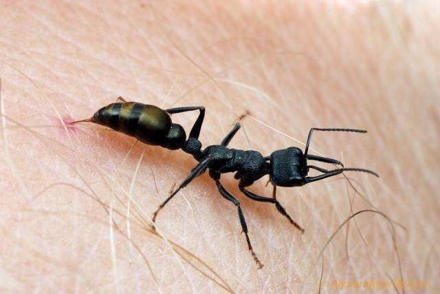 蚂蚁是昆虫吗,为什么
