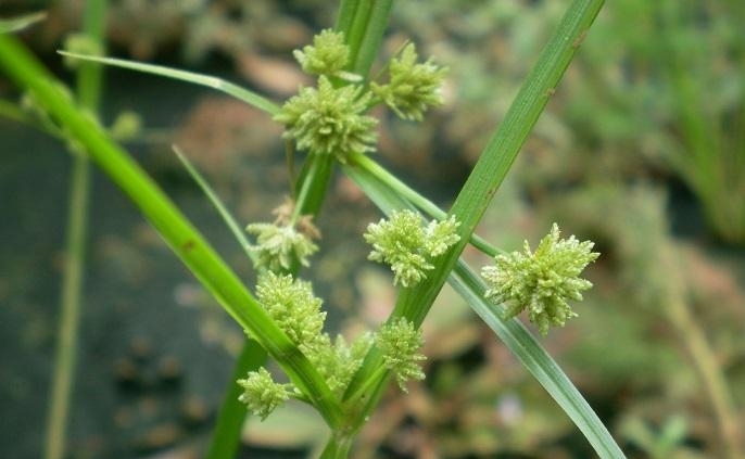 农村这种常见的野草,是治牙疼的良药,遇见请珍惜