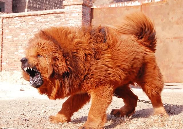 盘点世界上最凶猛的5种犬,第一轻松秒杀藏獒!