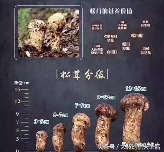 生于松林下,菌蕾如鹿茸,故名松茸