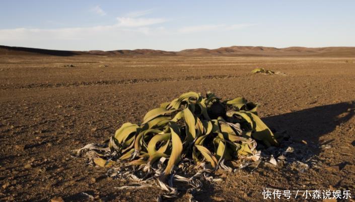 非洲章鱼出现大沙漠,生存附近的水分吸收,已鳄鱼潭歌曲图片
