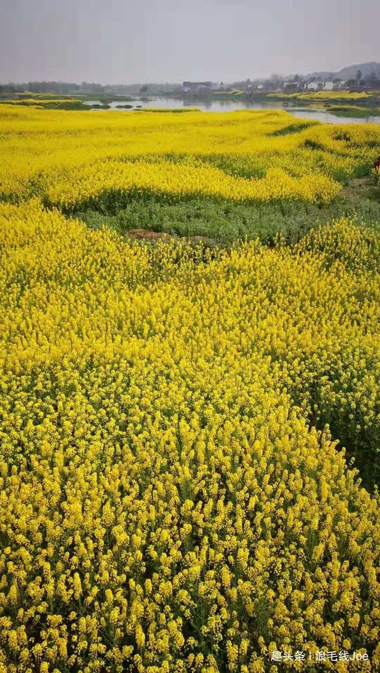 成都周边油菜花哪里好看