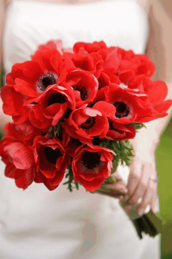 金牛座   大丽花