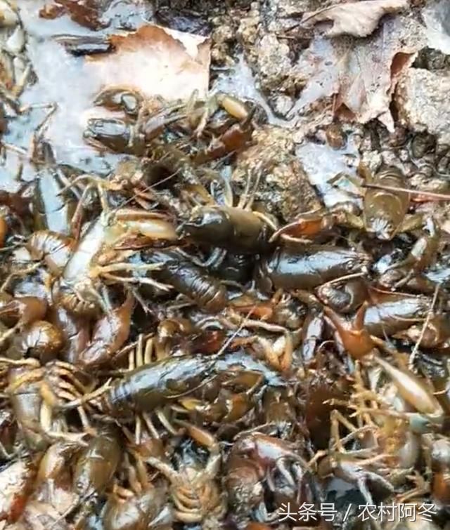 首页 养殖蝲蛄是生活在东北地区的一种动物,外形类似小龙虾,随着水