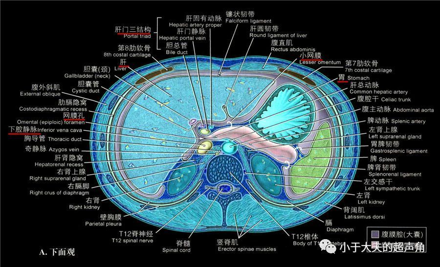 揭秘:静脉韧带 引导我们了解小网膜及网膜囊