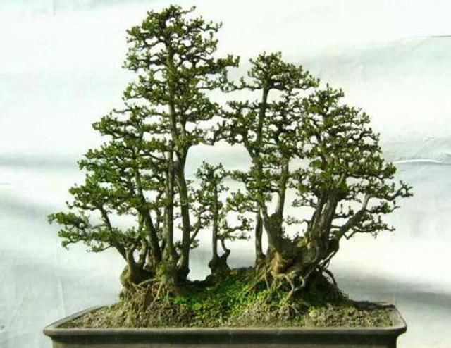 怎样才能制作出形态自然的丛林式盆景(三)