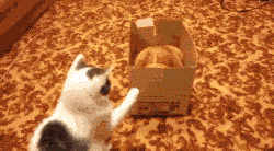 搞笑gif:我作证这绝对是门小了的原因,哪儿有这么小的