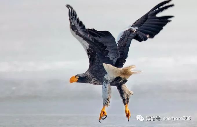 "虎胆"略小的虎头海雕,鸣声如虎,能猎杀狐狸和天鹅!