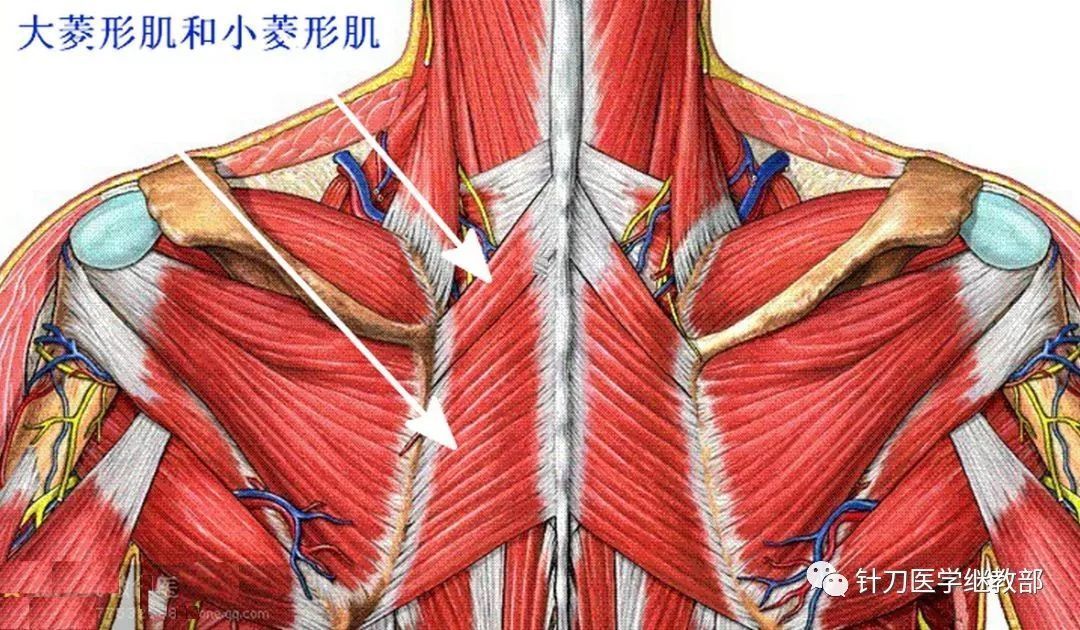 大菱形肌 1.上方,至前4个胸椎的棘突和相应的棘突上韧带.