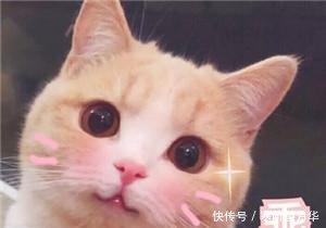 可爱卖萌表情表情走开!你丑到朕了图片包泰迪猫咪脸黑图片