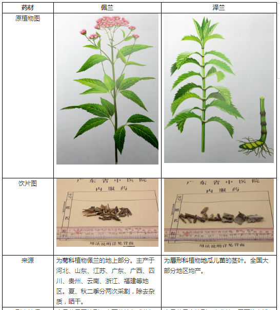 上面这两味中药是什么,你猜出来了吗?没错,它们分别就是佩兰和泽兰!