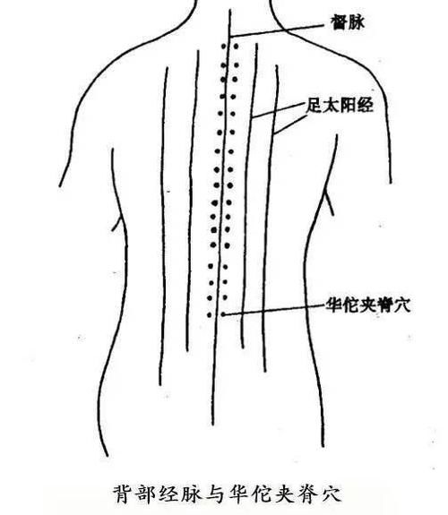 华佗夹脊穴与背俞穴有哪些不同?该如何定位?