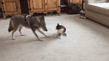 俄罗斯一哥们养的猫遇见一只闯进家里的狼