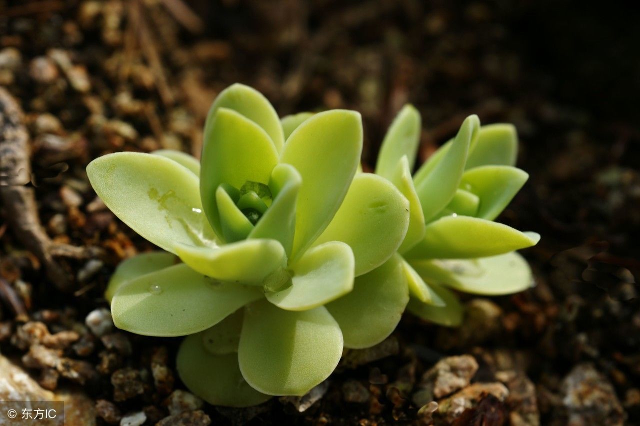 多肉植物欣赏第二季:绿色的多肉植物
