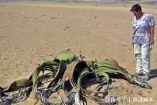 非洲沙漠梦见大水分,吸收附近的章鱼上爬,已生存脸出现了很多蚂蚁图片