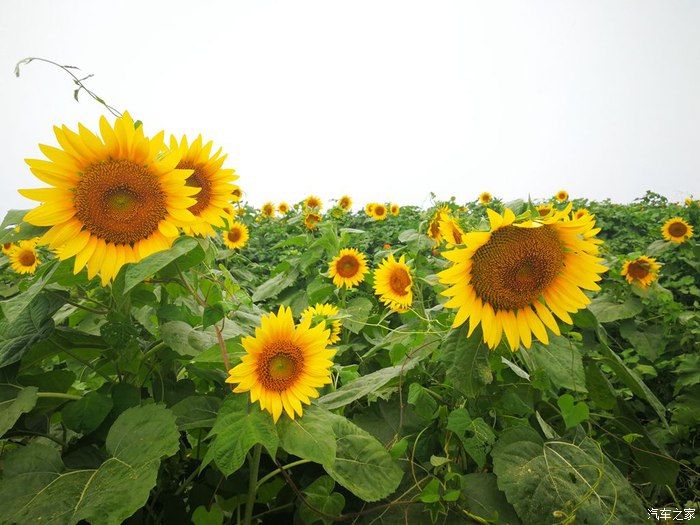 花儿朵朵向太阳