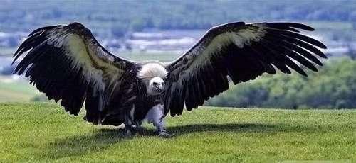 世界上"最大"的老鹰,重140斤翅膀长达8米,老虎看到都害怕