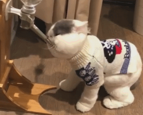 猫咪打肿脸充胖子,脸圆的像个球,比一般的猫特别!