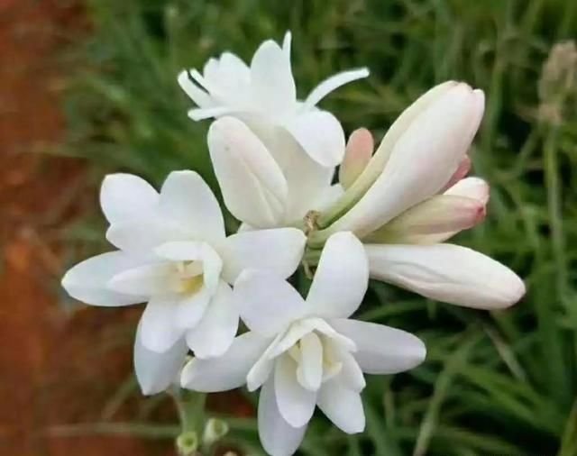 75 月下香 花 美しい花の画像