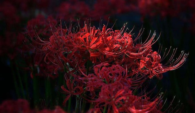 新鮮な死人花 最高の花の画像