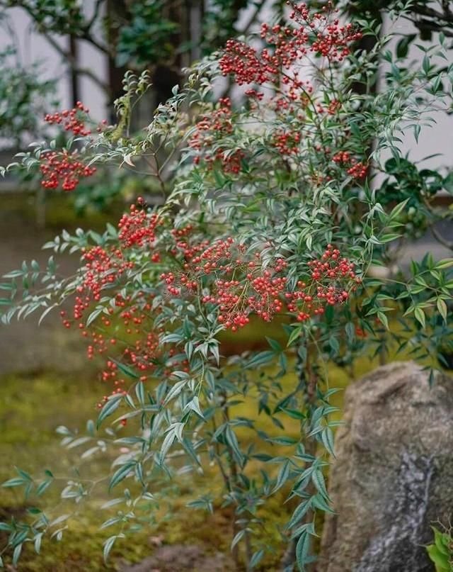 元の南天 花 時期 すべての美しい花の画像