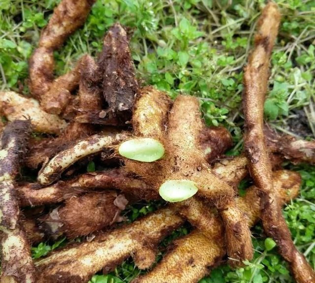 骨碎补的加工:骨碎补脱毛步骤详解