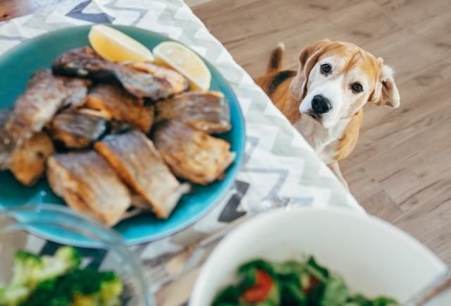 狗狗能吃鱼吗?三文鱼和沙丁鱼都是不错的选择,但主人要适当喂食
