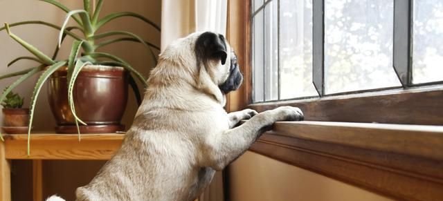 狗狗独自在家总被邻居投诉 它可能有分离焦虑 6种方法帮它缓解 快资讯