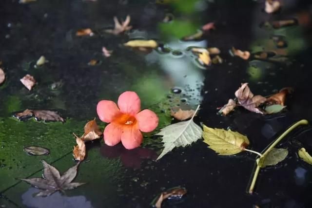 最美30首落花诗词 正是江南好风景 落花时节又逢君 快资讯