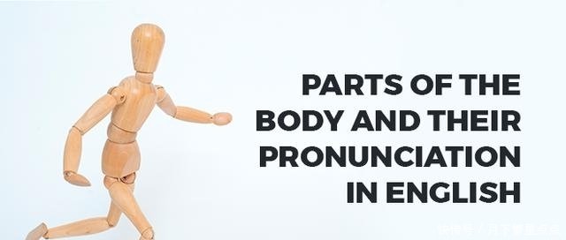 英语中的身体部位及其发音 干货 快资讯