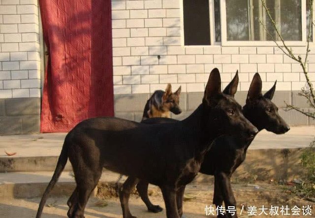 中国带有狼血统的5个犬种 中华狼青上榜 它是猎杀小野兽的好手 快资讯