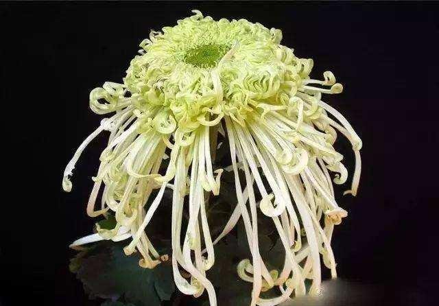 珍奇名菊风飘绿绮 花开似白马羽翼优雅动人 飞驰在幽静的天空中 快资讯