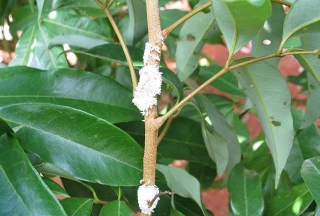 这个药对介壳虫特效,自己就能配制,30分钟见效 - 快资讯