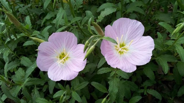 向往自由不屈不挠 月见草 沐浴在月光之下 秀气优雅惹人爱 快资讯 向往自由不屈不挠 月见草 沐浴在月光之下 秀气优雅惹人爱 快资讯