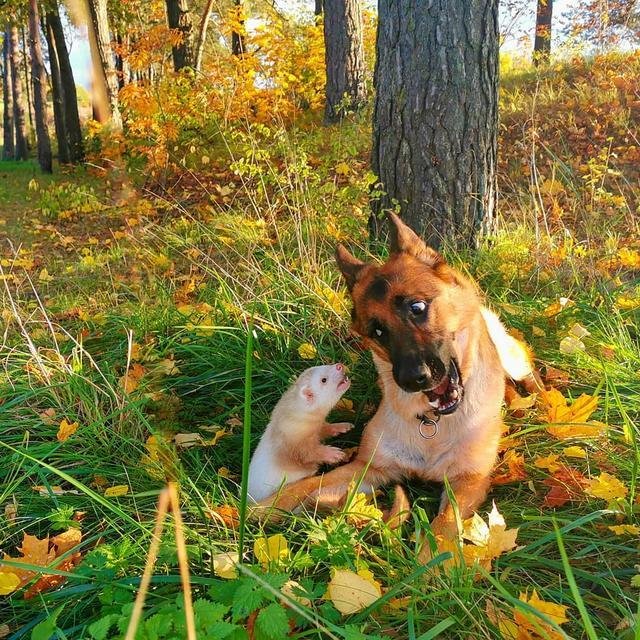 跨种族的纯美友情 德国牧羊犬与雪貂成不可分割的好朋友 快资讯