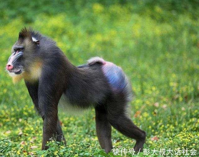 世界上最大的猴科动物 外形奇特 身长80厘米 快资讯