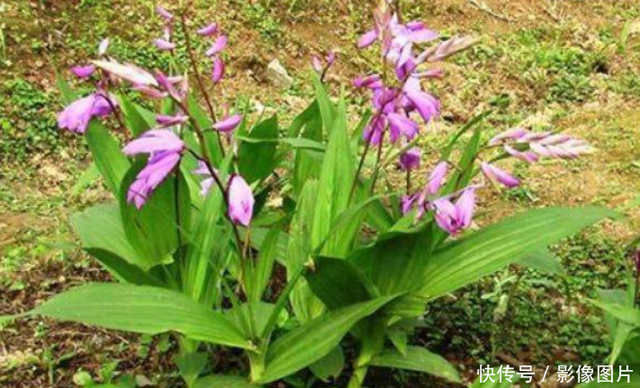 美丽农村常见的野菜治阴虚火盛妇人干血劳症 全吃过的才算农村人 快资讯