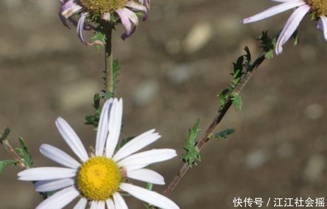 喜欢菊花 不如养盆 楔叶菊 奇形异状 香气袭人 快资讯