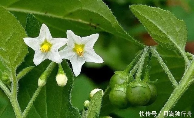 桂林人最爱的白菜花 一口清香 两口回味 还是野菜味道带劲 快资讯