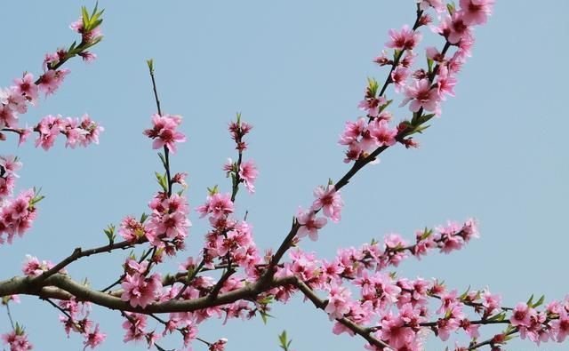 すべての花の画像 新鮮な3月花