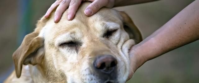 老年犬肝功能退化 或影响1500种机能 狗狗肝功能退化有什么症状 快资讯