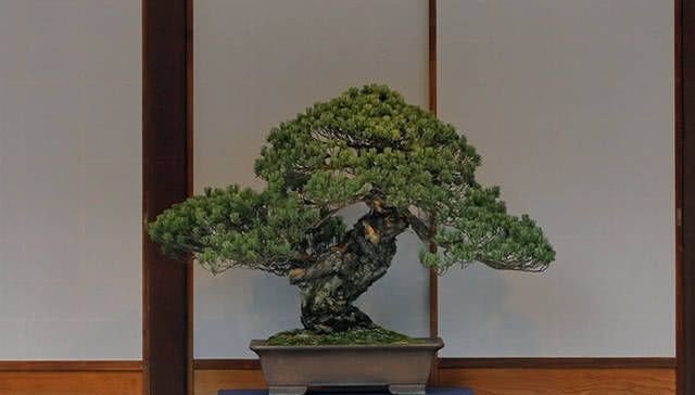 日本皇居的百年盆景赏 快资讯