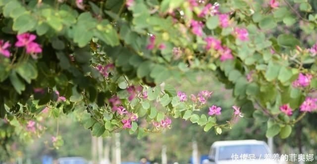 海南琼海 隆冬时节 紫荆花街头盛开 快资讯
