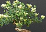比香水还要香的8种植物,养在院子里,满屋子都香气四溢