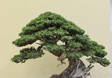 秋季千万别把这7种常见的植物搬进家!它们隐藏剧毒,有些直接丧命
