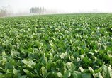 农村这种随处可见的补血野菜,不但能保护视力,还能促进新陈代谢